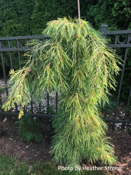 - Pinus strobus 'Angel Falls' Weeping White Pine - Mr Maple │ Buy Japanese Maple Trees