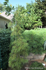 - Pinus strobus 'Angel Falls' Weeping White Pine - Mr Maple │ Buy Japanese Maple Trees