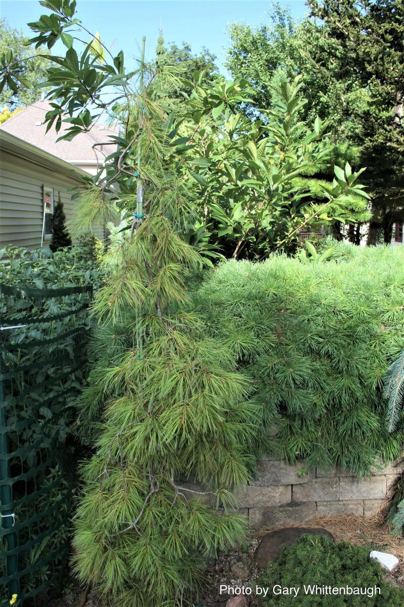 - Pinus strobus 'Angel Falls' Weeping White Pine - Mr Maple │ Buy Japanese Maple Trees