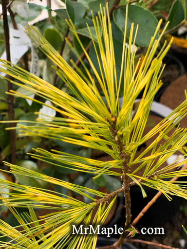 - Pinus strobus 'Bennett O.D.' Variegated White PIne - Mr Maple │ Buy Japanese Maple Trees