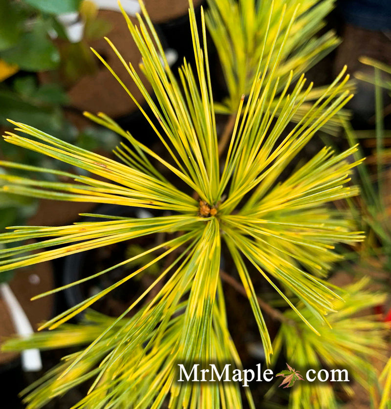 - Pinus strobus 'Bennett O.D.' Variegated White PIne - Mr Maple │ Buy Japanese Maple Trees