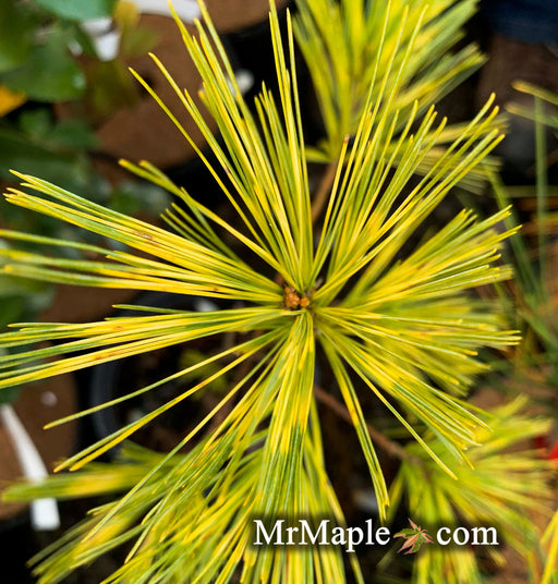 - Pinus strobus 'Bennett O.D.' Variegated White PIne - Mr Maple │ Buy Japanese Maple Trees