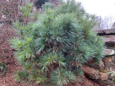 - Pinus strobus 'Biltmore Blue' Dwarf White Pine - Mr Maple │ Buy Japanese Maple Trees