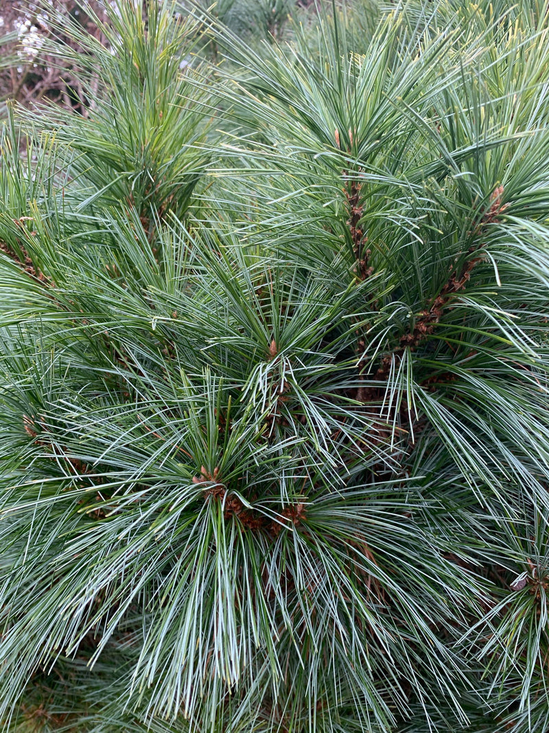 - Pinus strobus 'Biltmore Blue' Dwarf White Pine - Mr Maple │ Buy Japanese Maple Trees