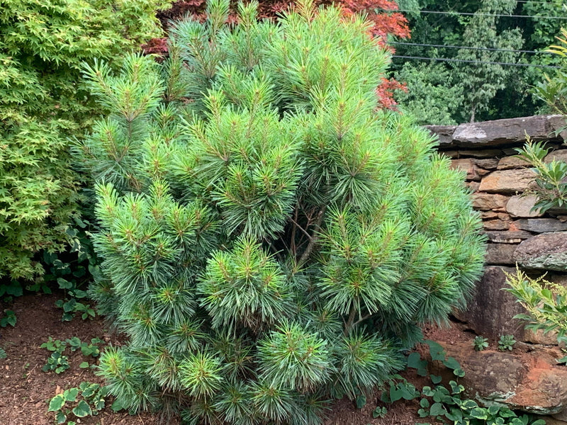 - Pinus strobus 'Biltmore Blue' Dwarf White Pine - Mr Maple │ Buy Japanese Maple Trees