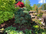 - Pinus strobus 'Biltmore Blue' Dwarf White Pine - Mr Maple │ Buy Japanese Maple Trees