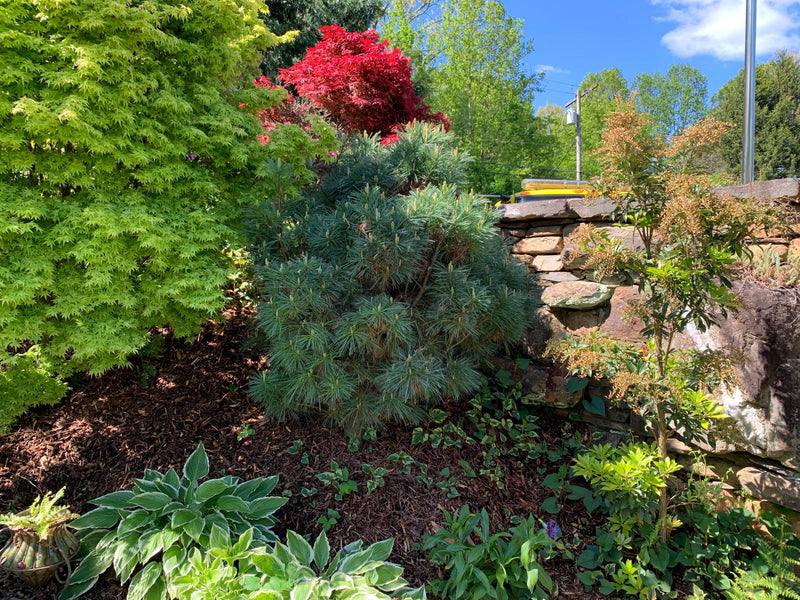 - Pinus strobus 'Biltmore Blue' Dwarf White Pine - Mr Maple │ Buy Japanese Maple Trees