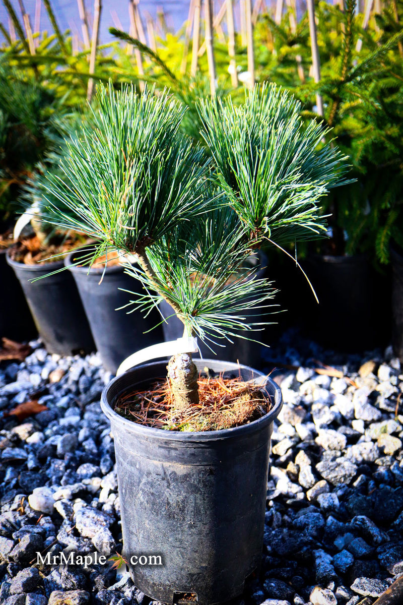 - Pinus strobus 'Bloomer's Dark Globe' Dwarf White Pine Tree - Mr Maple │ Buy Japanese Maple Trees