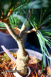 - Pinus strobus 'Bloomer's Dark Globe' Dwarf White Pine Tree - Mr Maple │ Buy Japanese Maple Trees