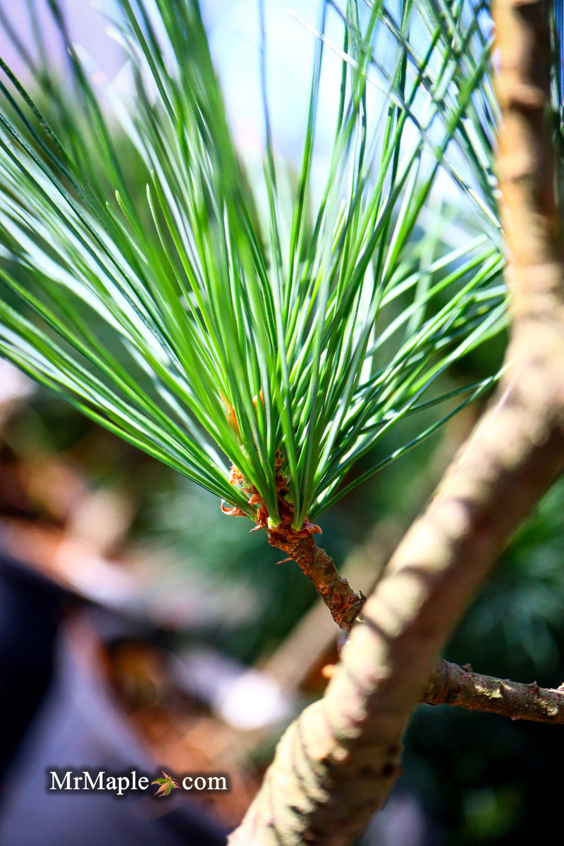 - Pinus strobus 'Bloomer's Dark Globe' Dwarf White Pine Tree - Mr Maple │ Buy Japanese Maple Trees