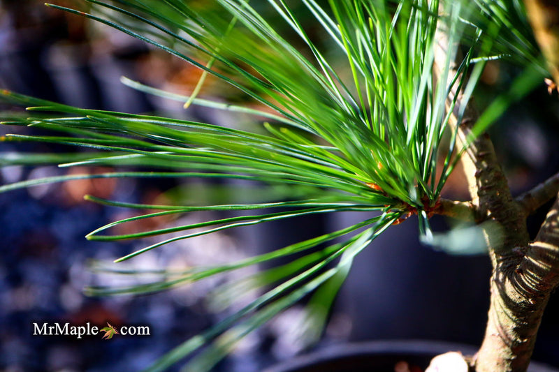 - Pinus strobus 'Bloomer's Dark Globe' Dwarf White Pine Tree - Mr Maple │ Buy Japanese Maple Trees