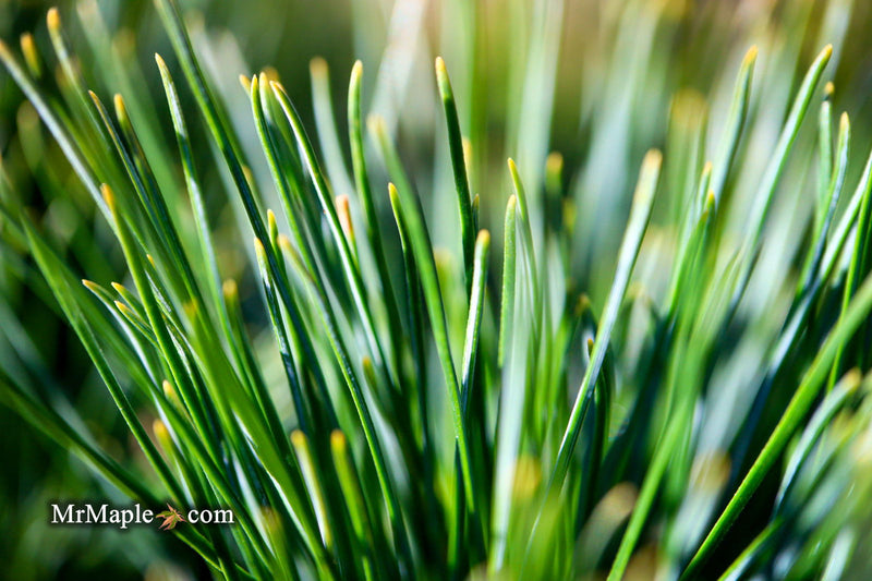 - Pinus strobus 'Bloomer's Dark Globe' Dwarf White Pine Tree - Mr Maple │ Buy Japanese Maple Trees