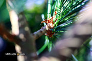 - Pinus strobus 'Bloomer's Dark Globe' Dwarf White Pine Tree - Mr Maple │ Buy Japanese Maple Trees