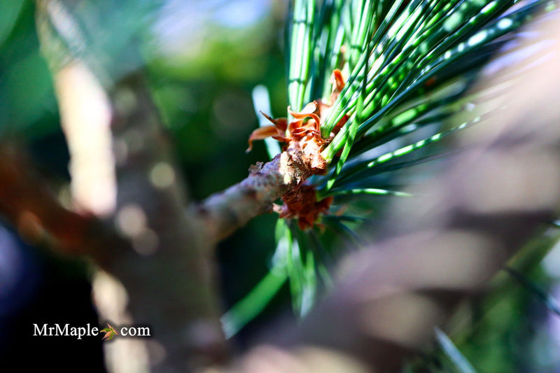 - Pinus strobus 'Bloomer's Dark Globe' Dwarf White Pine Tree - Mr Maple │ Buy Japanese Maple Trees