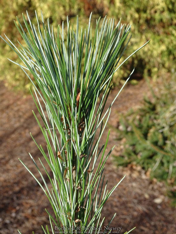 - Pinus strobus 'Blue Clovers' Eastern White Pine - Mr Maple │ Buy Japanese Maple Trees