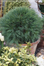 - Pinus strobus 'Blue Shag' Dwarf White Pine Tree - Mr Maple │ Buy Japanese Maple Trees