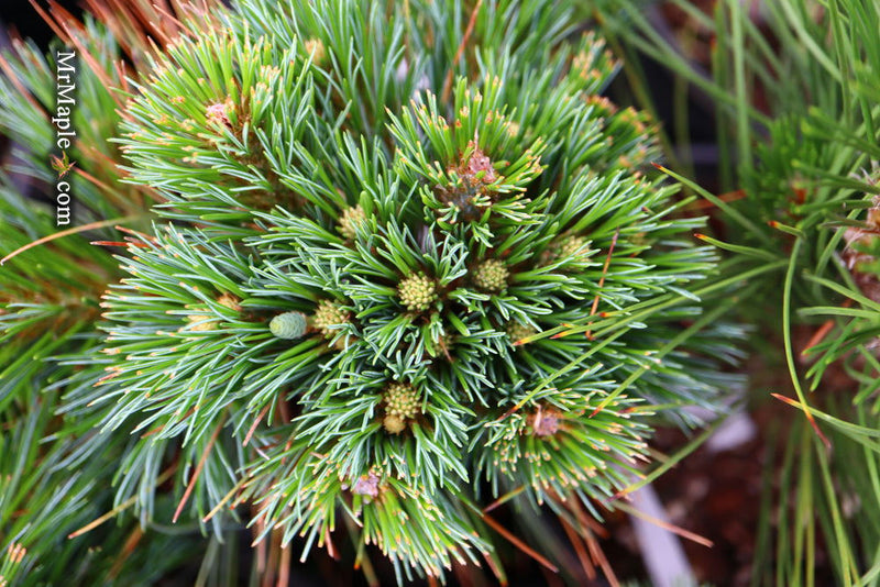 - Pinus strobus 'Blue Shag' Dwarf White Pine Tree - Mr Maple │ Buy Japanese Maple Trees
