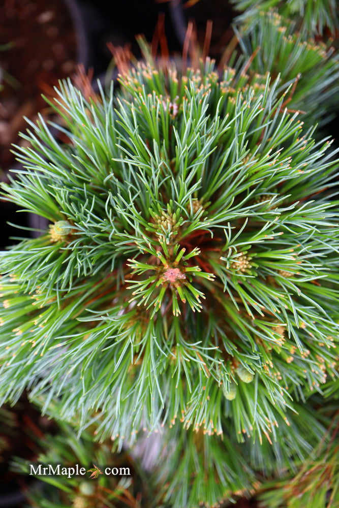 - Pinus strobus 'Blue Shag' Dwarf White Pine Tree - Mr Maple │ Buy Japanese Maple Trees