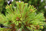- Pinus strobus 'Blue Shag' Dwarf White Pine Tree - Mr Maple │ Buy Japanese Maple Trees