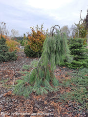 - Pinus strobus 'Boyko's Blue Falls' Weeping Eastern White Pine - Mr Maple │ Buy Japanese Maple Trees