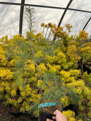 - Pinus strobus 'Boyko's Blue Falls' Weeping Eastern White Pine - Mr Maple │ Buy Japanese Maple Trees