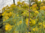 - Pinus strobus 'Boyko's Blue Falls' Weeping Eastern White Pine - Mr Maple │ Buy Japanese Maple Trees