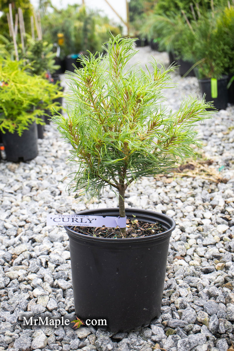 - Pinus strobus 'Curly Globe' Dwarf Pine - Mr Maple │ Buy Japanese Maple Trees