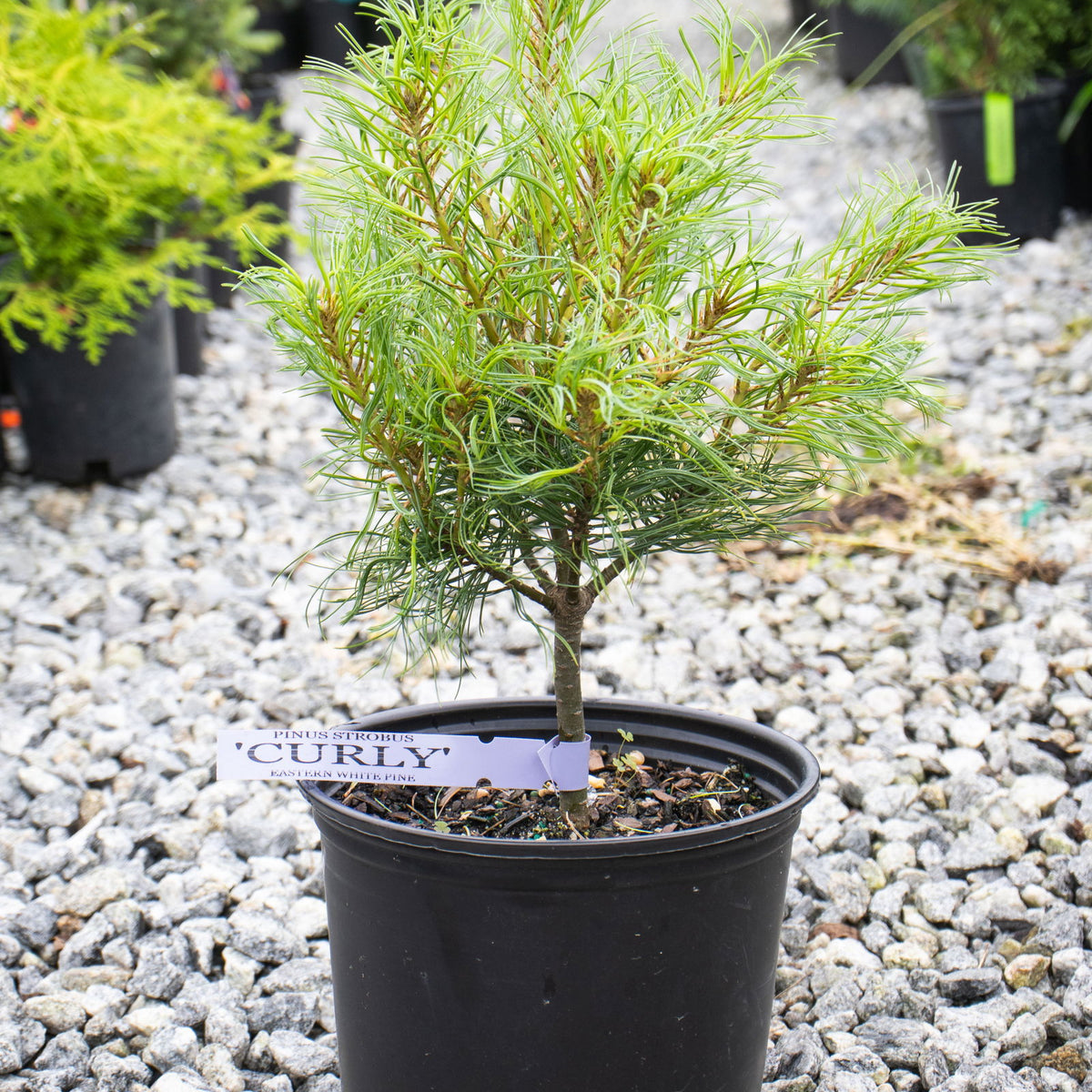 Buy Pinus strobus 'Curly Globe' Dwarf White Pine — Mr Maple │ Buy