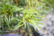 - Pinus strobus 'Curly Globe' Dwarf Pine - Mr Maple │ Buy Japanese Maple Trees