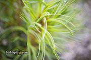 - Pinus strobus 'Curly Globe' Dwarf Pine - Mr Maple │ Buy Japanese Maple Trees