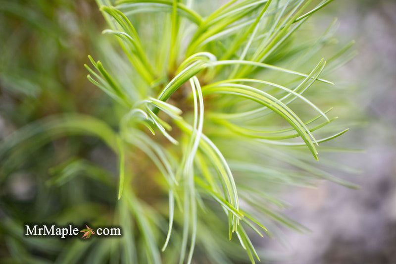 - Pinus strobus 'Curly Globe' Dwarf Pine - Mr Maple │ Buy Japanese Maple Trees