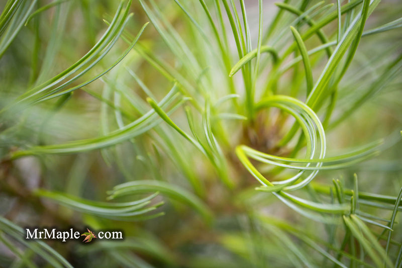 - Pinus strobus 'Curly Globe' Dwarf Pine - Mr Maple │ Buy Japanese Maple Trees