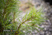 - Pinus strobus 'Curly Globe' Dwarf Pine - Mr Maple │ Buy Japanese Maple Trees