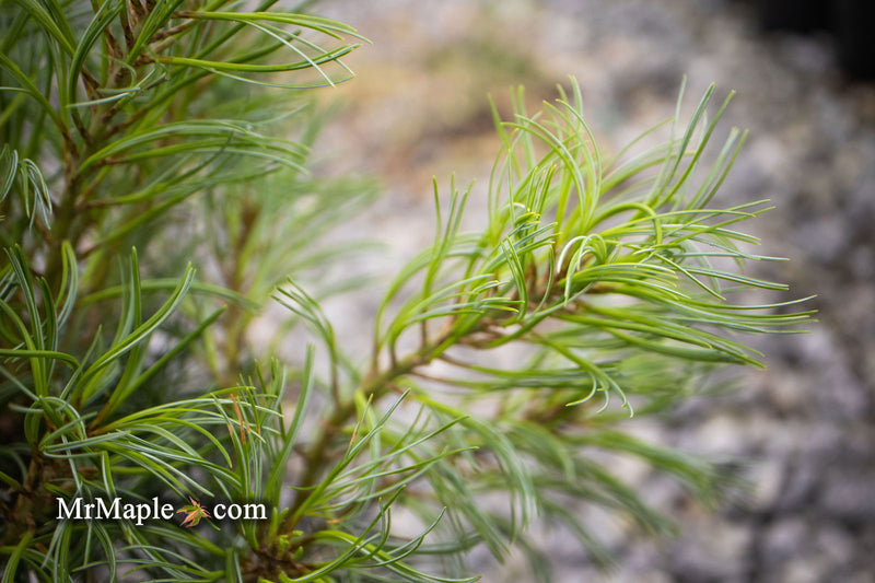 - Pinus strobus 'Curly Globe' Dwarf Pine - Mr Maple │ Buy Japanese Maple Trees