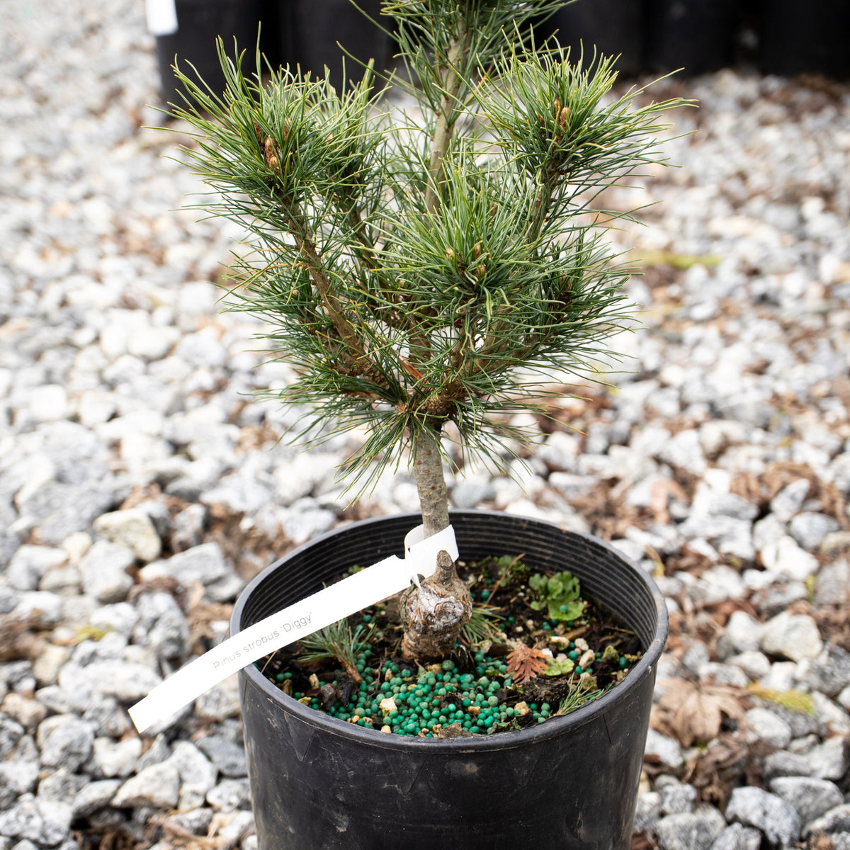 pinus strobus bonsai Buy Pinus strobus 'Diggy' Dwarf White Pine Tree — Mr Maple │ Buy Japanese  Maple Trees
