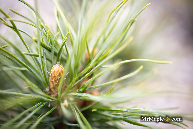 - Pinus strobus 'Diggy' Dwarf White Pine Tree - Mr Maple │ Buy Japanese Maple Trees