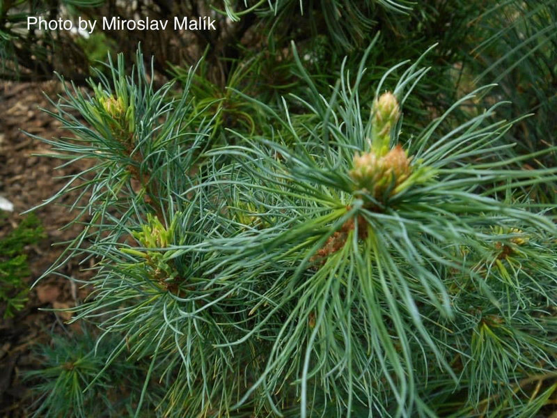 - Pinus strobus 'Diggy' Dwarf White Pine Tree - Mr Maple │ Buy Japanese Maple Trees