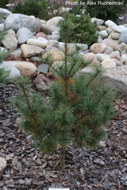 - Pinus strobus 'Diggy' Dwarf White Pine Tree - Mr Maple │ Buy Japanese Maple Trees