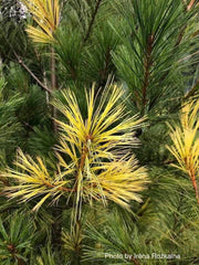 - Pinus strobus 'Gold Painted' Eastern White Pine - Mr Maple │ Buy Japanese Maple Trees