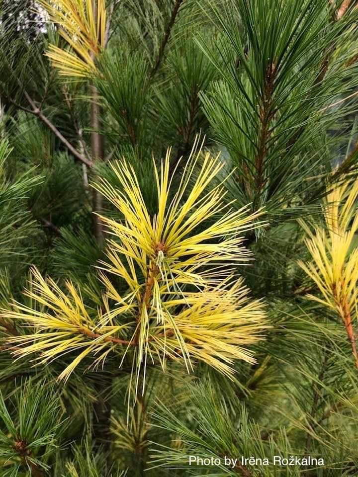 - Pinus strobus 'Gold Painted' Eastern White Pine - Mr Maple │ Buy Japanese Maple Trees