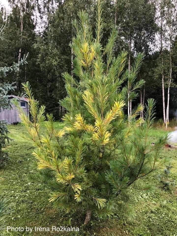 - Pinus strobus 'Gold Painted' Eastern White Pine - Mr Maple │ Buy Japanese Maple Trees