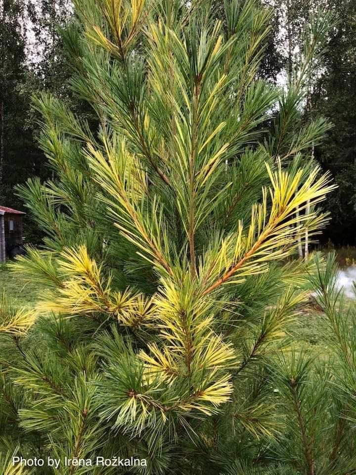 - Pinus strobus 'Gold Painted' Eastern White Pine - Mr Maple │ Buy Japanese Maple Trees