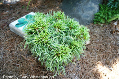 - Pinus strobus 'Green Twist' Dwarf White Pine - Mr Maple │ Buy Japanese Maple Trees