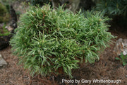 - Pinus strobus 'Green Twist' Dwarf White Pine - Mr Maple │ Buy Japanese Maple Trees