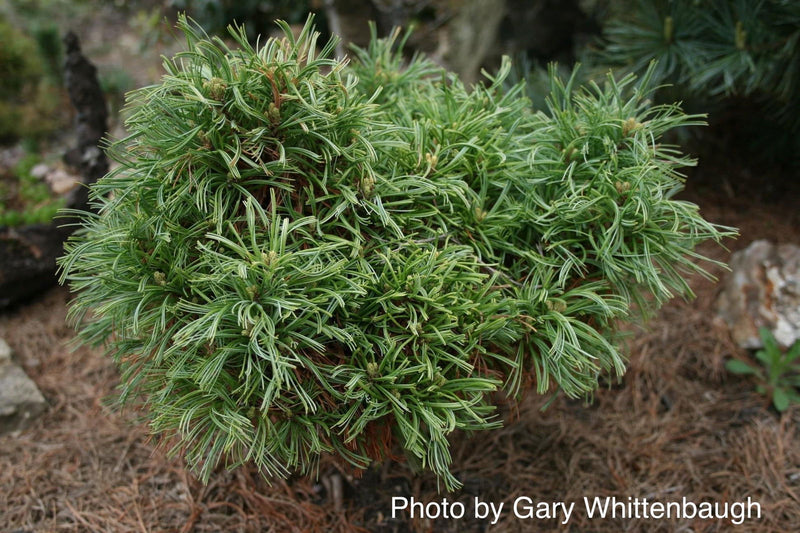 - Pinus strobus 'Green Twist' Dwarf White Pine - Mr Maple │ Buy Japanese Maple Trees