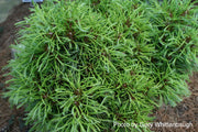 - Pinus strobus 'Green Twist' Dwarf White Pine - Mr Maple │ Buy Japanese Maple Trees