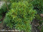 - Pinus strobus 'Green Twist' Dwarf White Pine - Mr Maple │ Buy Japanese Maple Trees
