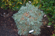 - Pinus strobus 'Green Twist' Dwarf White Pine - Mr Maple │ Buy Japanese Maple Trees