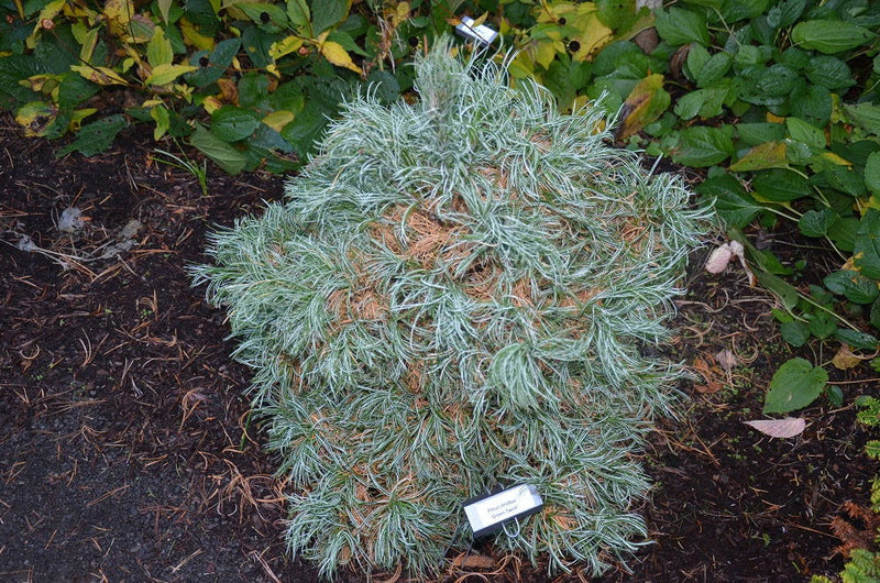 - Pinus strobus 'Green Twist' Dwarf White Pine - Mr Maple │ Buy Japanese Maple Trees