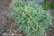 - Pinus strobus 'Green Twist' Dwarf White Pine - Mr Maple │ Buy Japanese Maple Trees